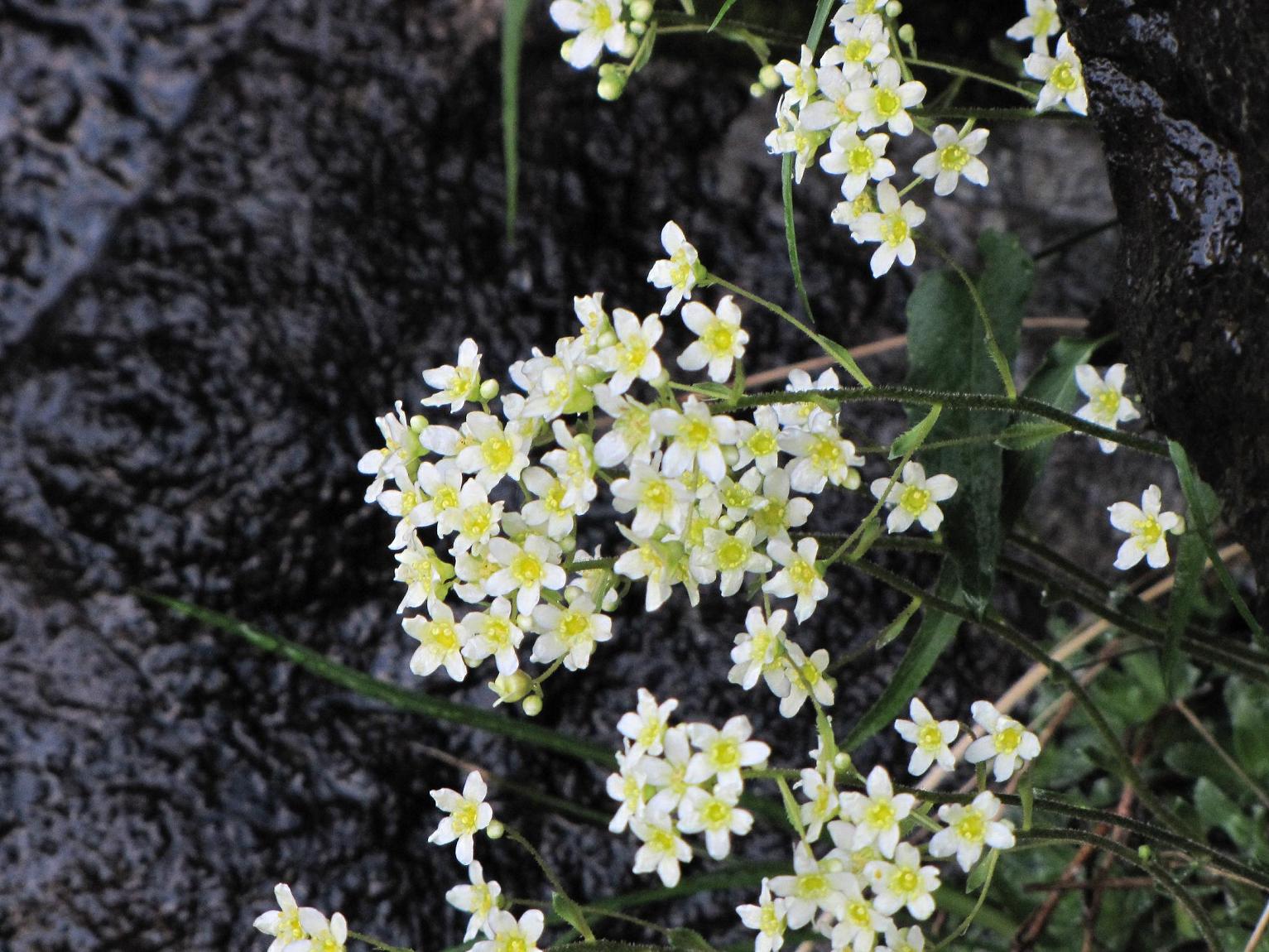 Saxifraga paniculata